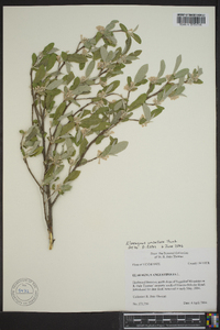 Elaeagnus umbellata image