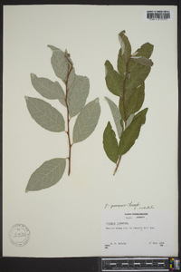 Elaeagnus umbellata image