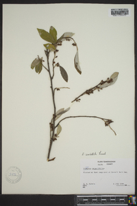 Elaeagnus umbellata image