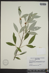 Elaeagnus umbellata image