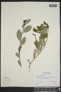 Elaeagnus umbellata image