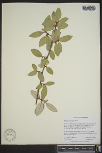 Elaeagnus pungens image