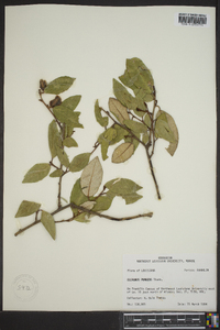 Elaeagnus pungens image