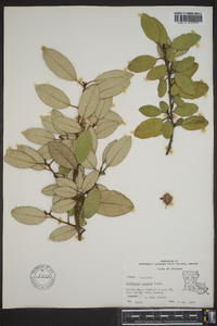 Elaeagnus pungens image