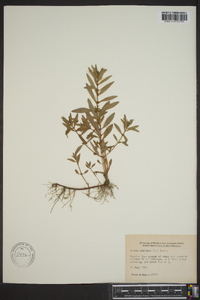 Rotala ramosior image