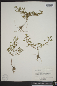 Rotala ramosior image