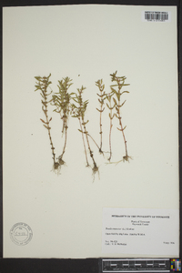 Rotala ramosior image