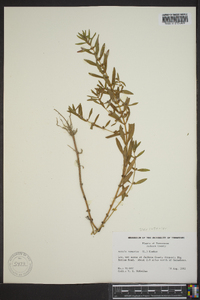 Rotala ramosior image