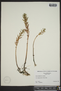 Rotala ramosior image