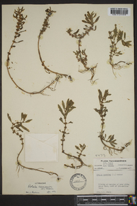 Rotala ramosior image