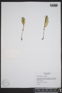 Rotala ramosior image