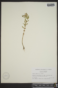 Rotala ramosior image