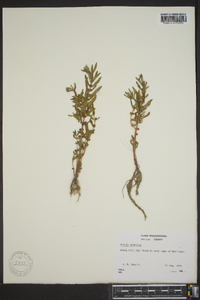 Rotala ramosior image