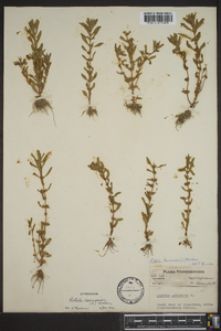 Rotala ramosior image