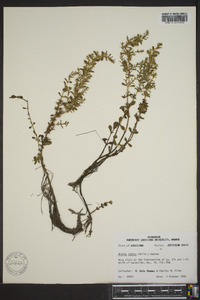 Rotala indica image