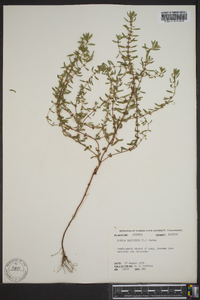 Rotala ramosior image