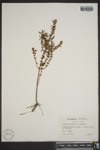 Rotala ramosior image