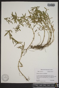 Rotala ramosior image