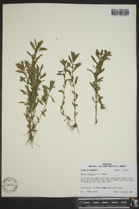 Rotala ramosior image