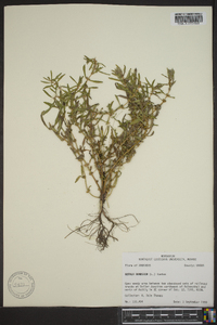 Rotala ramosior image