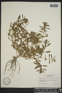 Rotala ramosior image