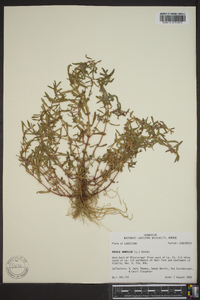 Rotala ramosior image