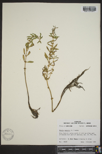 Rotala ramosior image