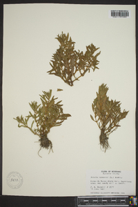 Rotala ramosior image