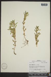 Rotala ramosior image