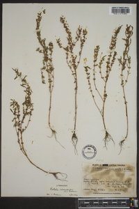 Rotala ramosior image