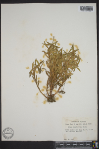 Rotala ramosior image