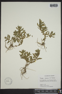 Rotala ramosior image