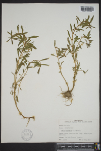 Rotala ramosior image