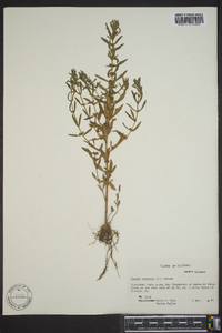 Rotala ramosior image