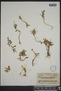 Rotala ramosior image