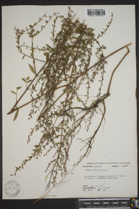 Lythrum curtissii image