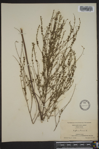 Lythrum lineare image