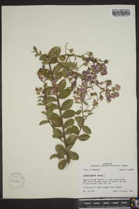 Lagerstroemia indica image