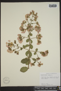 Lagerstroemia indica image