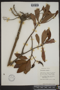 Rhizophora mangle image