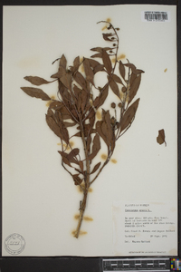 Conocarpus erectus image
