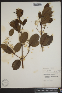 Laguncularia racemosa image