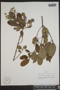 Laguncularia racemosa image