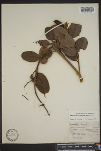 Laguncularia racemosa image