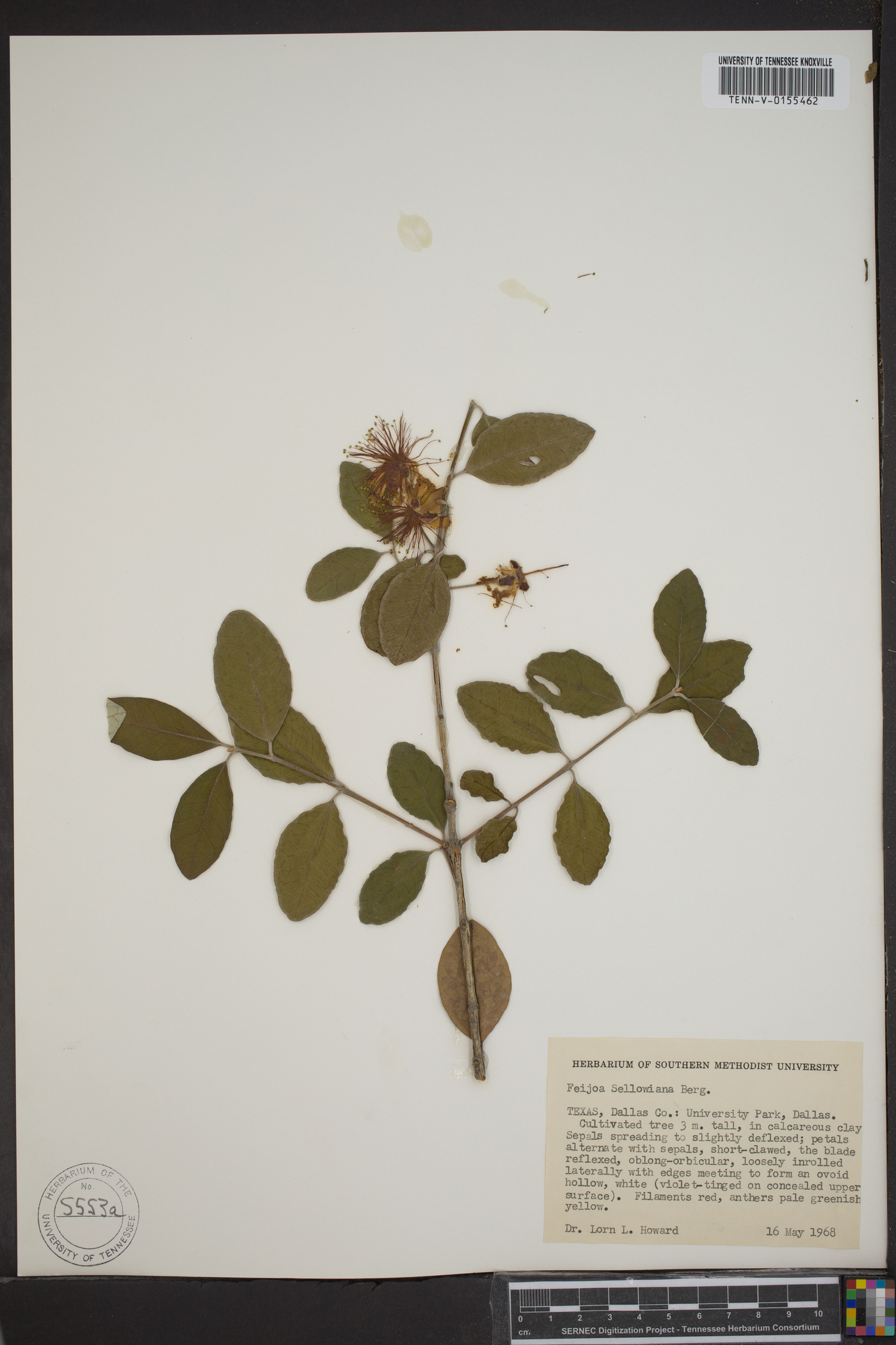 Feijoa sellowiana image