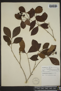 Calyptranthes zuzygium image