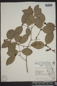Eugenia axillaris image