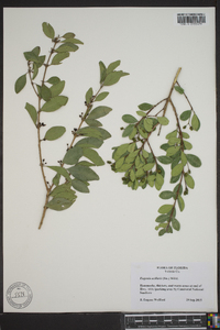 Eugenia axillaris image