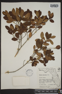 Eugenia foetida image