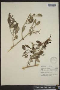 Eugenia foetida image